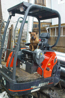 Dog sitting on a bobcat